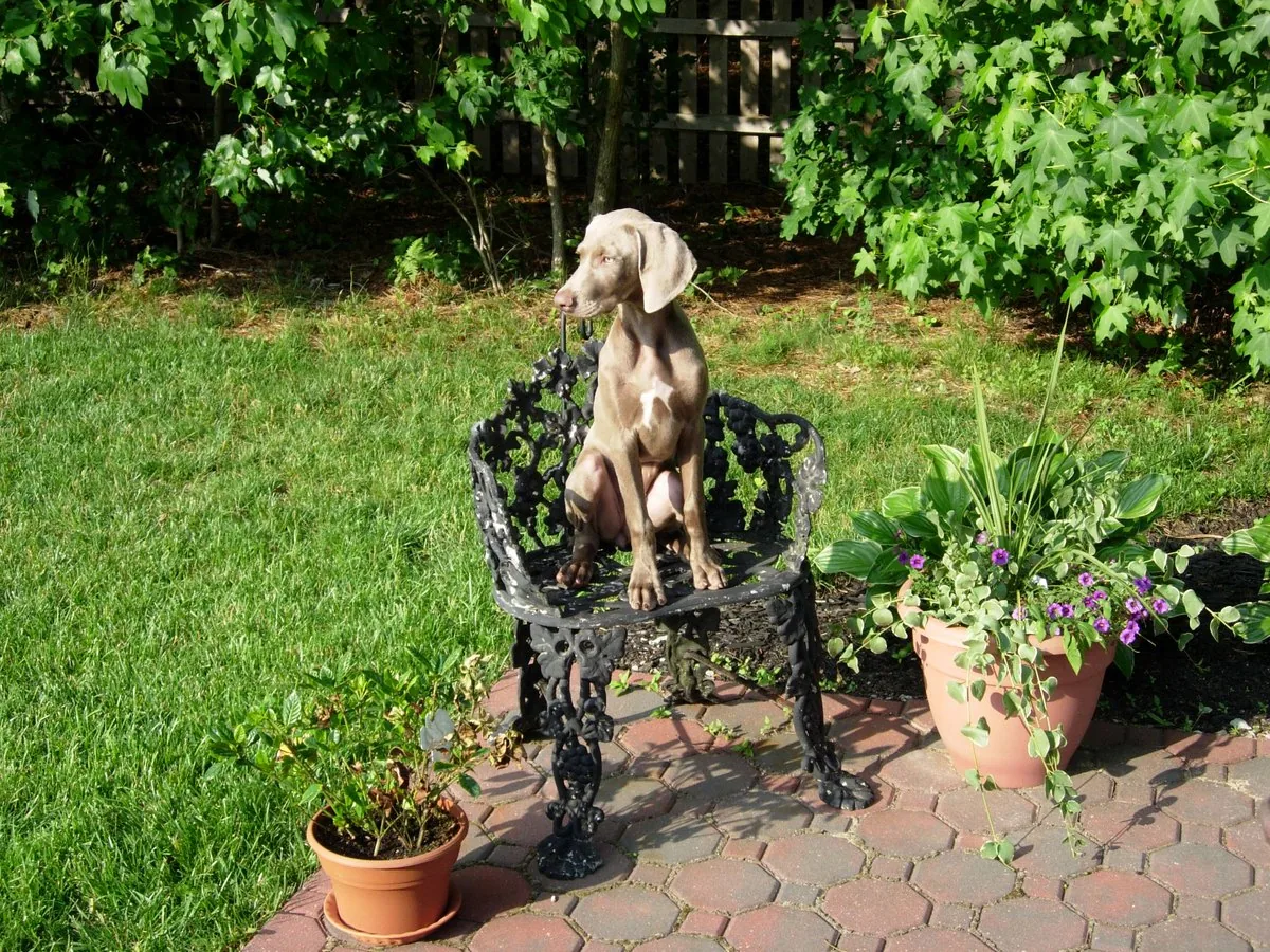 Weimaraner seated outdoors