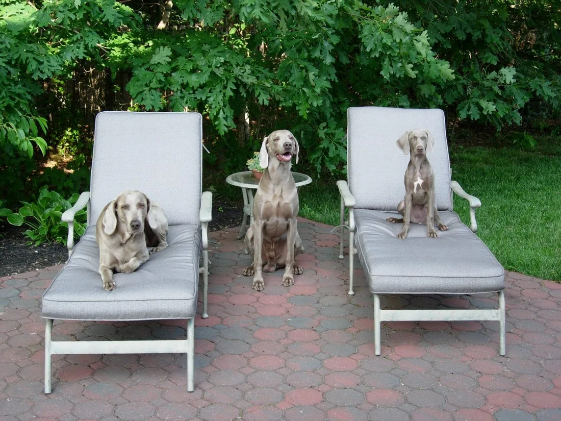Three Weimaraners relaxing together outdoors