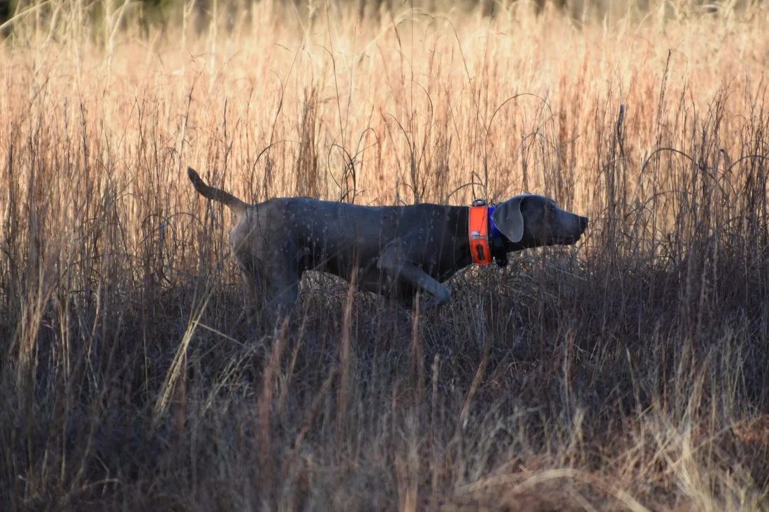 Weimaraner working in tall grass