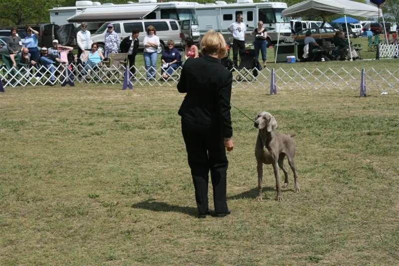Weimaraner and handler in the show ring